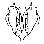 Caudal view of aedeagus.