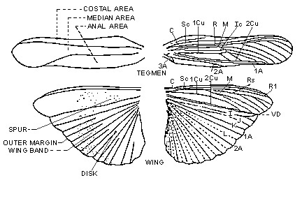 Figure 4. Tegmen and hind wing of grasshopper, dorsal view