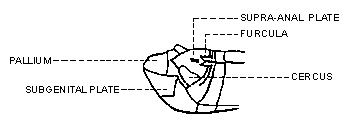 Figure 5. Dorsolateral view of end of abdomen of male grasshopper. 