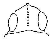 Dorsal view of head of Tetrix subulata 