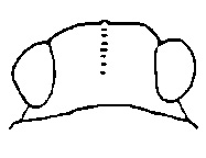 Dorsal view of head of Tetrix ornata 