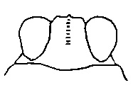 Dorsal view of head of Paratettix cucullatus