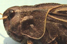 Side view of pronotum (note relative lengths of prozona and metazona).