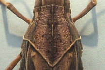 Top view of pronotum.