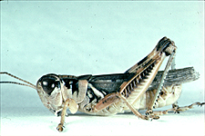 Adult male.