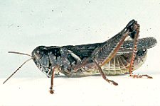 Adult male.