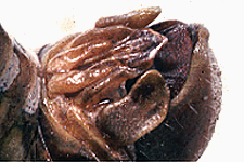 End of male abdomen.