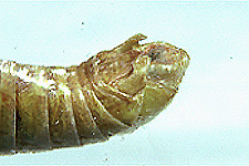 End of male abdomen.