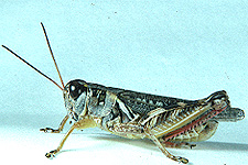 Adult male.