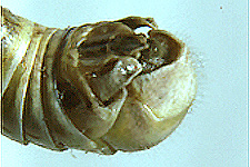 End of male abdomen (note cerci).