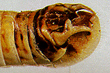 End of male abdomen.