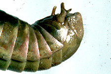 End of male abdomen.