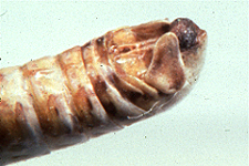 End of male abdomen.