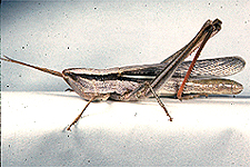 Adult female.