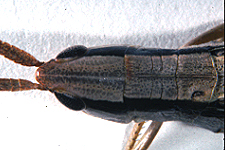 Dorsal view of pronotum, showing sulci of pronotal disc and color patterns.