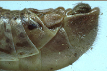 End of male abdomen.