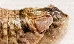 End of male abdomen.