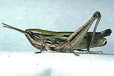 Adult female.