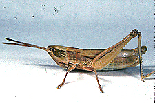 Note oblique head. 