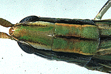 Dorsal view of pronotum, showing parallel lateral carinae and color patterns. 