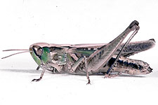 Adult female.