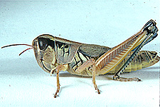 Adult female.