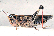 Adult female. 