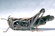 Adult female.