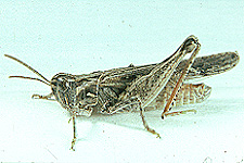 Adult male.