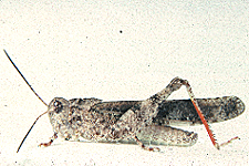Adult male.
