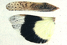 Tegmen and wing (note dark maculations on tegmen).