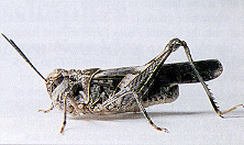 Adult male.