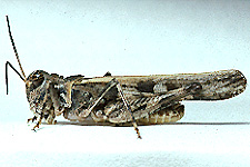 Adult male.