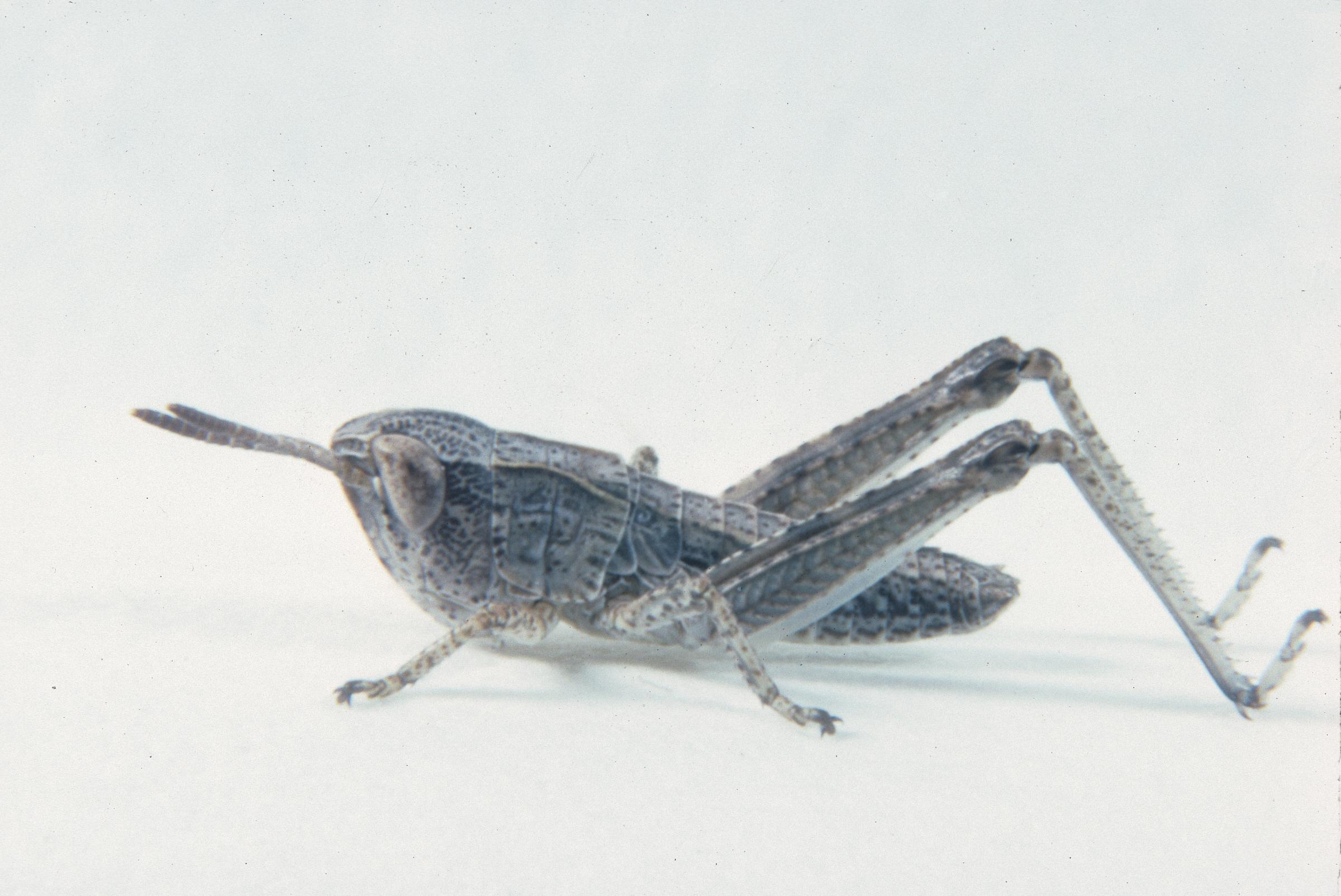 Aeropedellus clavatus - Figure 2