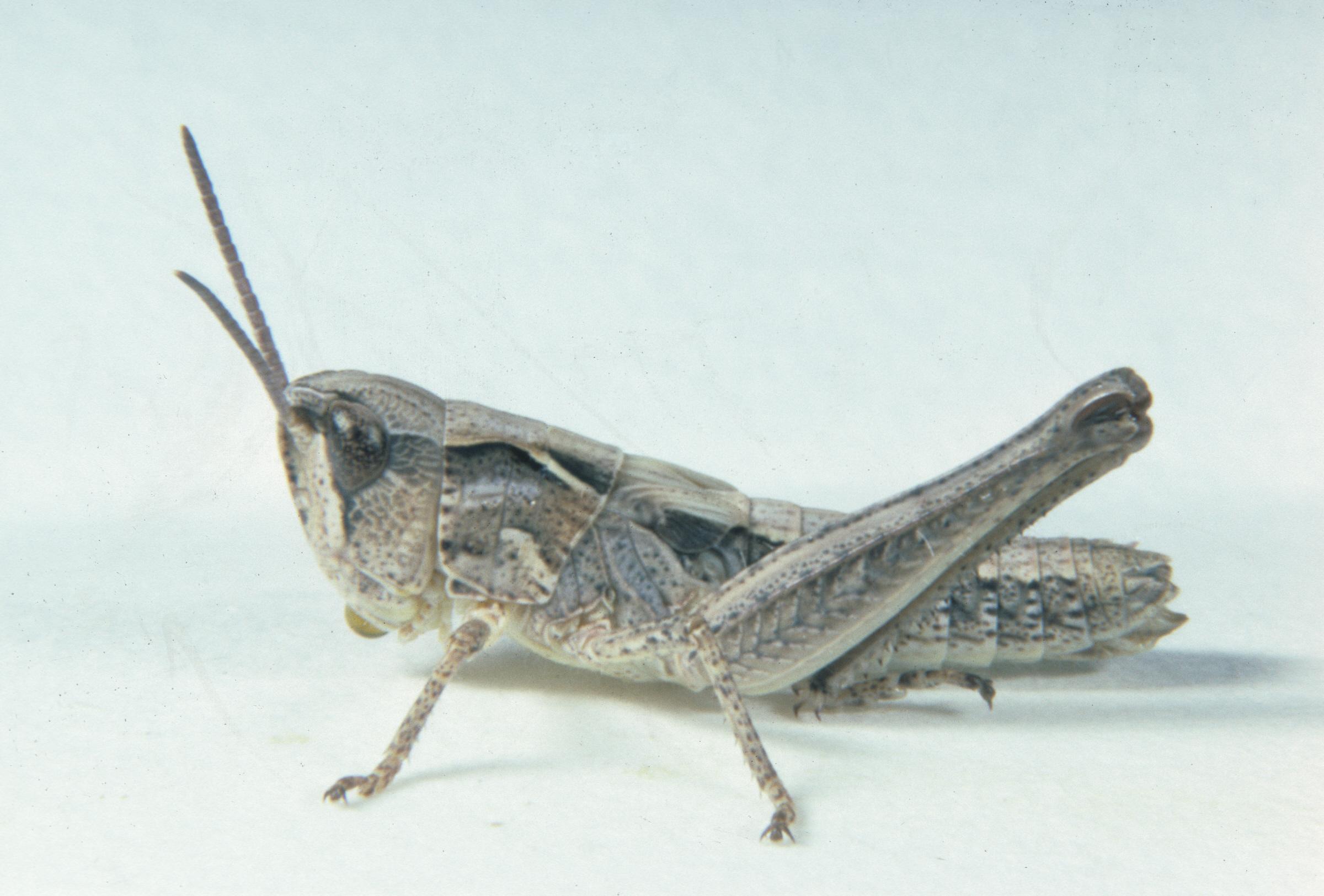 Aeropedellus clavatus - Figure 4