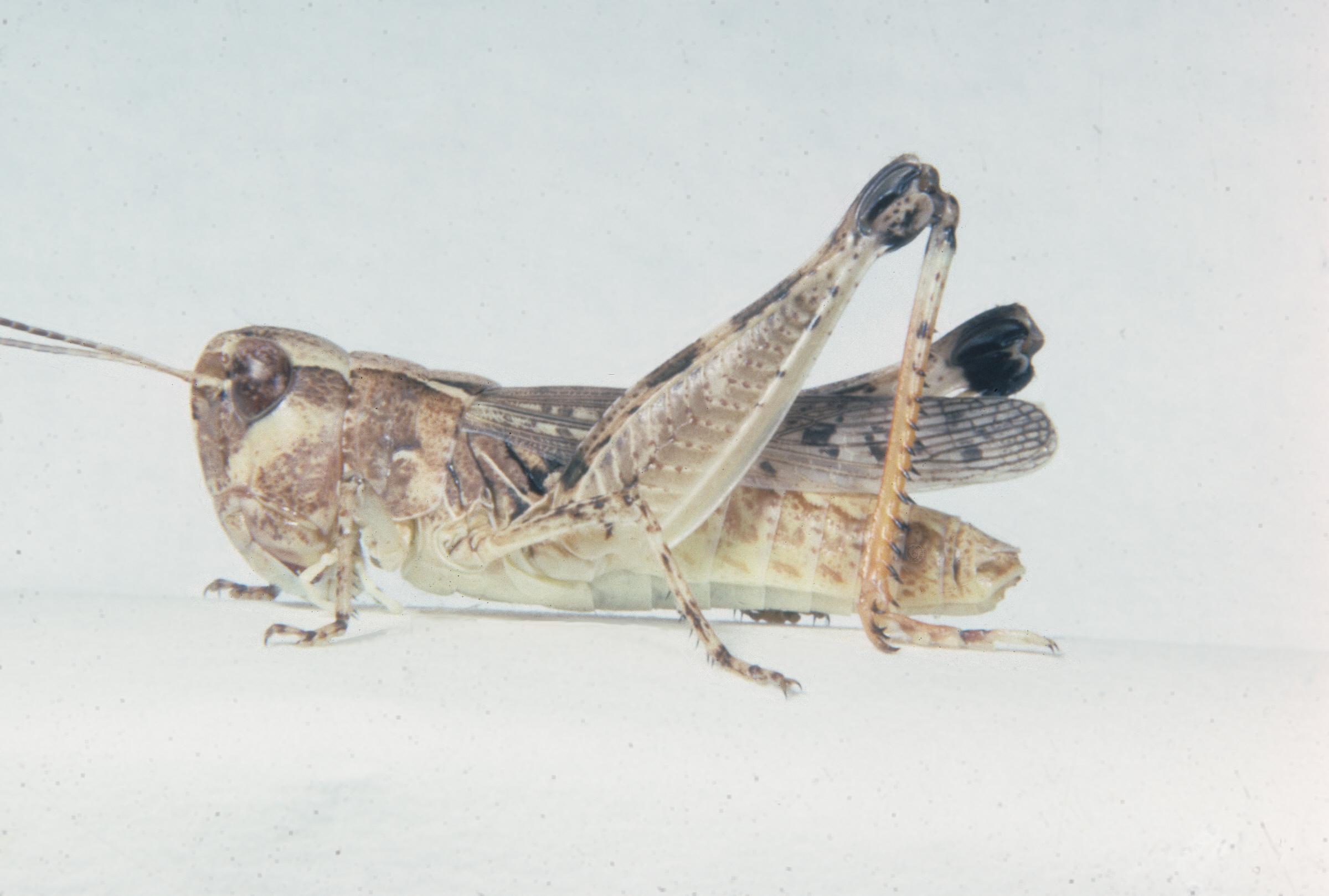 Ageneotettix deorum - Figure 7