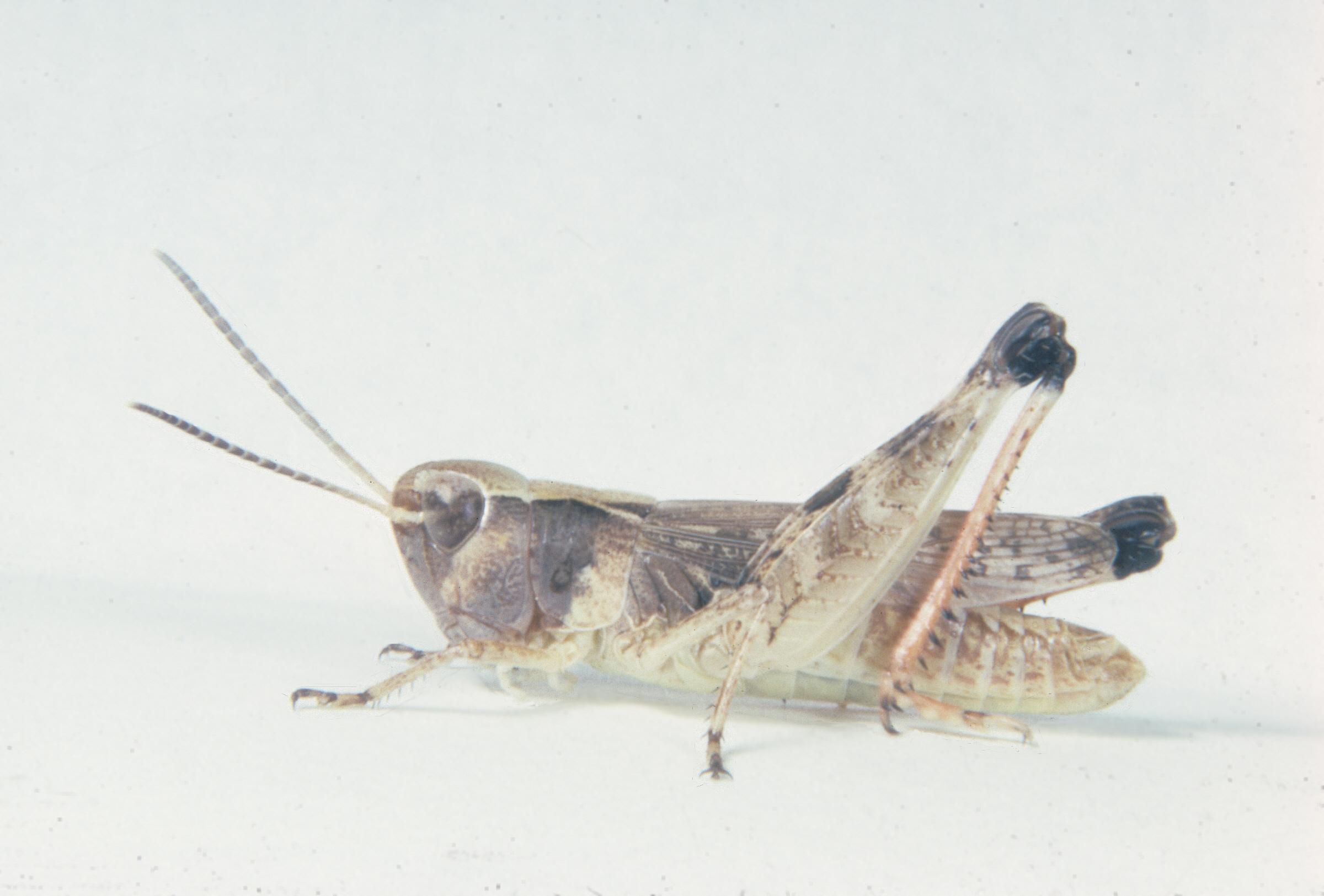 Agendotettix deorum