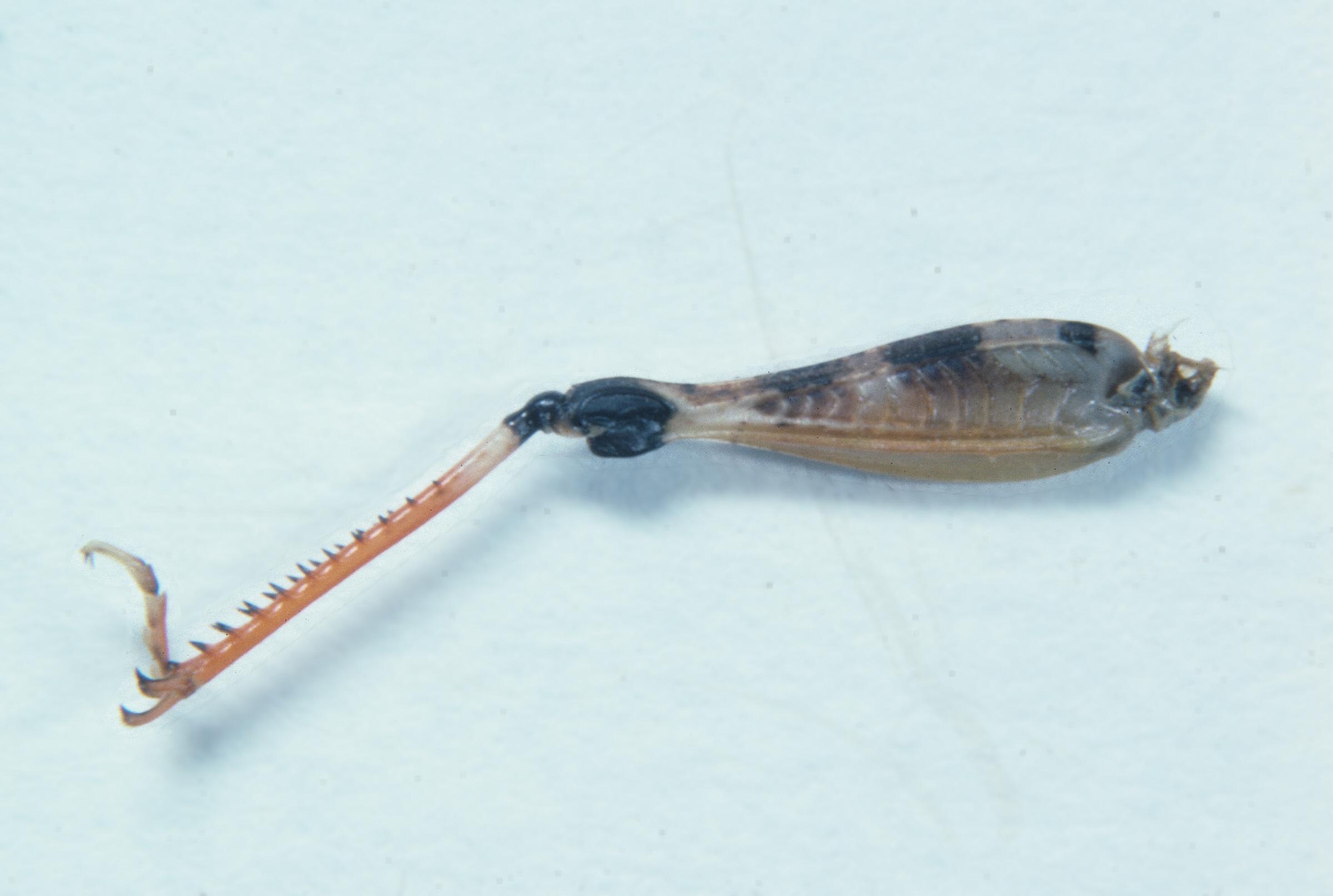 Ageneotettix deorum - Figure 9