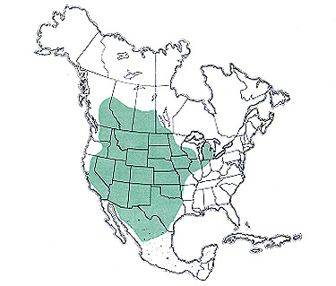 Agendotettix deorum Continental Distribution Map