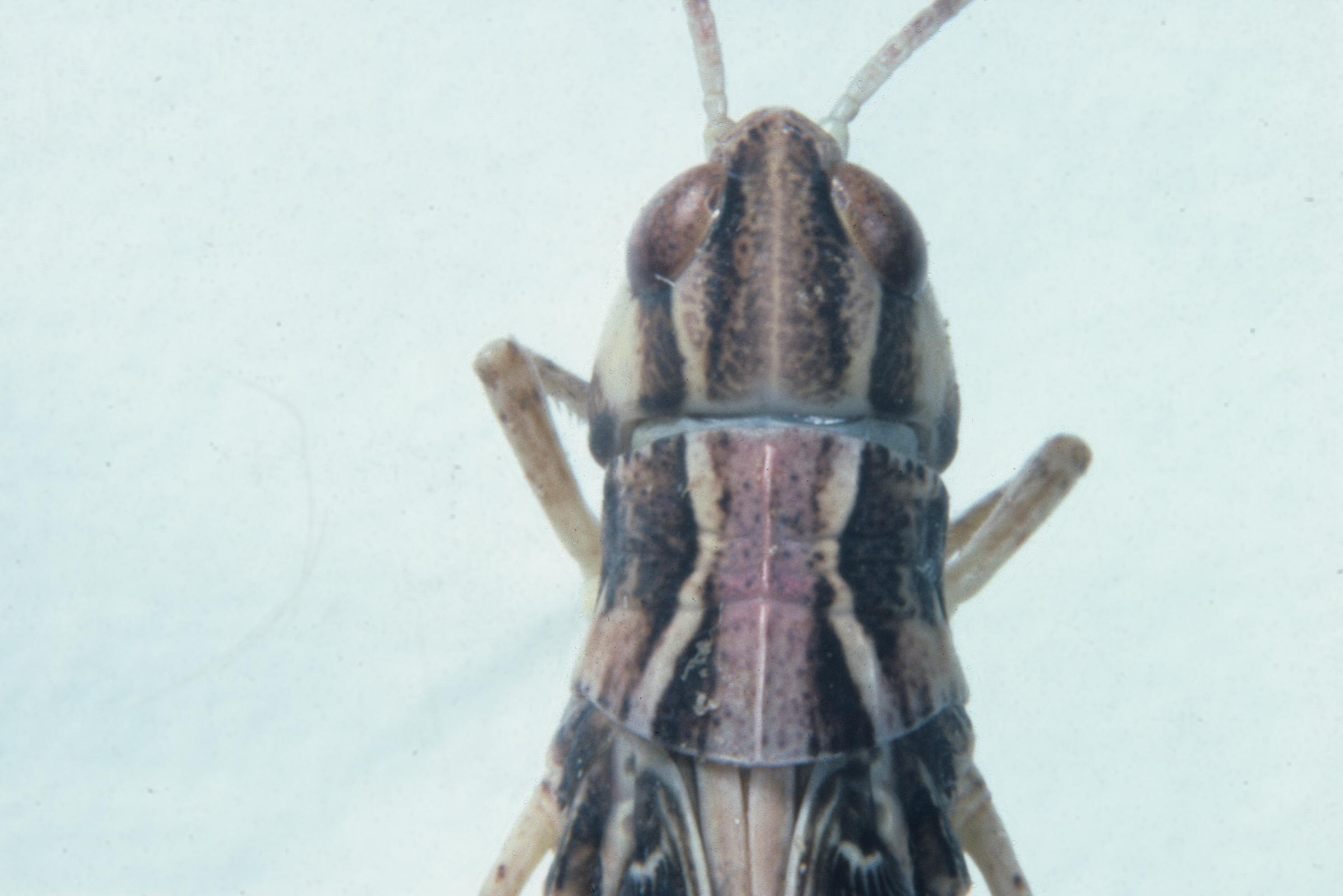 Ageneotettix deorum - Figure 8