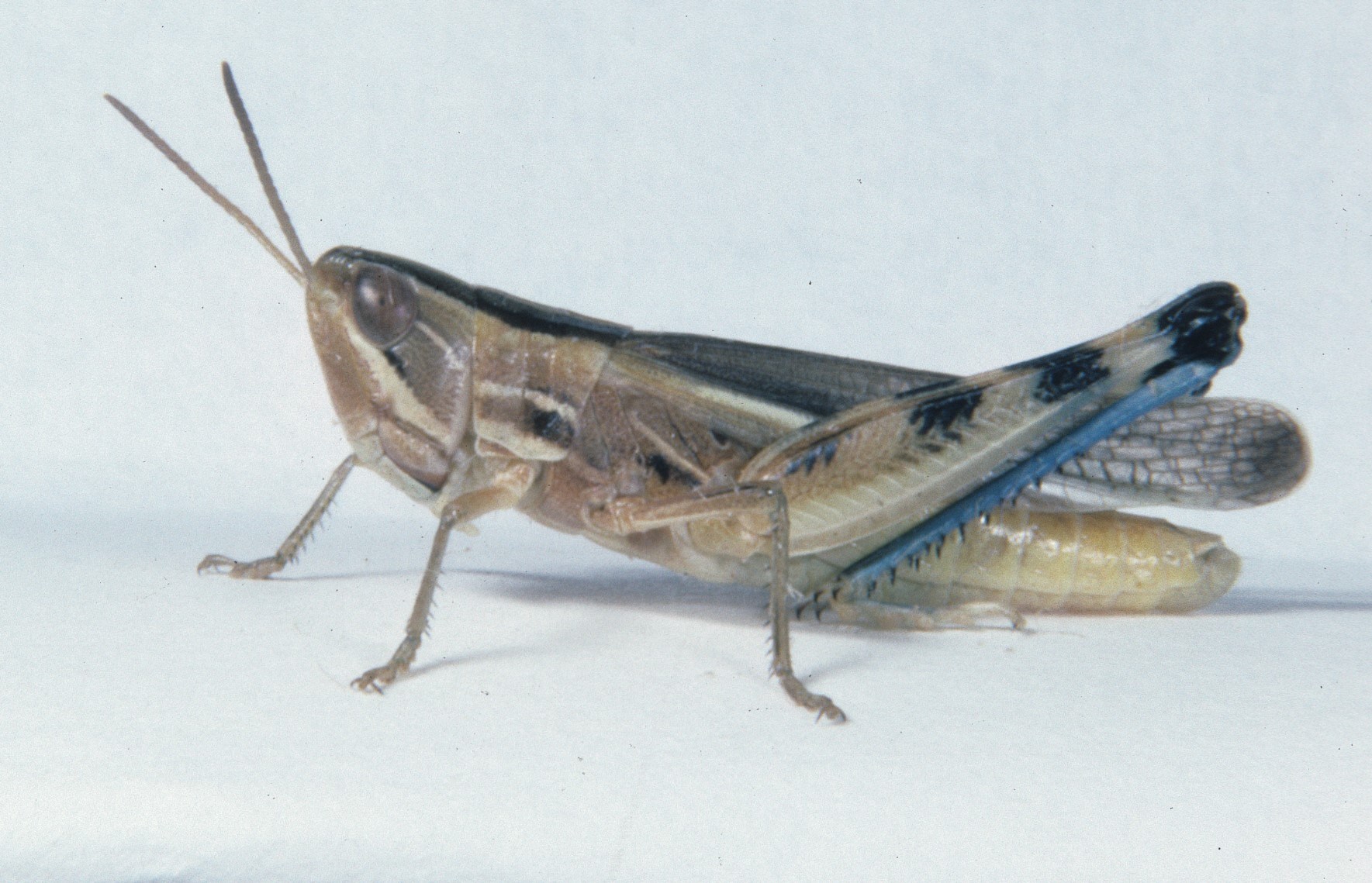 Amphitornus coloradus