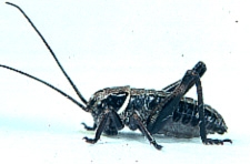 Anabrus simplex - First instar