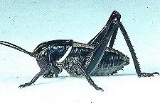 Anabrus simplex - Second instar