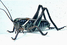 Anabrus simplex - Third instar