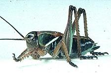 Anabrus simplex - Fourth instar