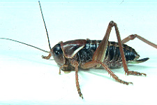 Anabrus simplex - Fifth instar