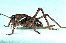 Anabrus simplex - Sixth instar