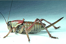Anabrus simplex - Seventh instar
