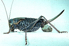 Anabrus simplex - Adult Female