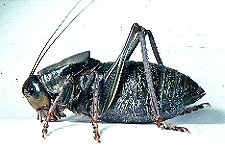 Anabrus simplex Haldeman